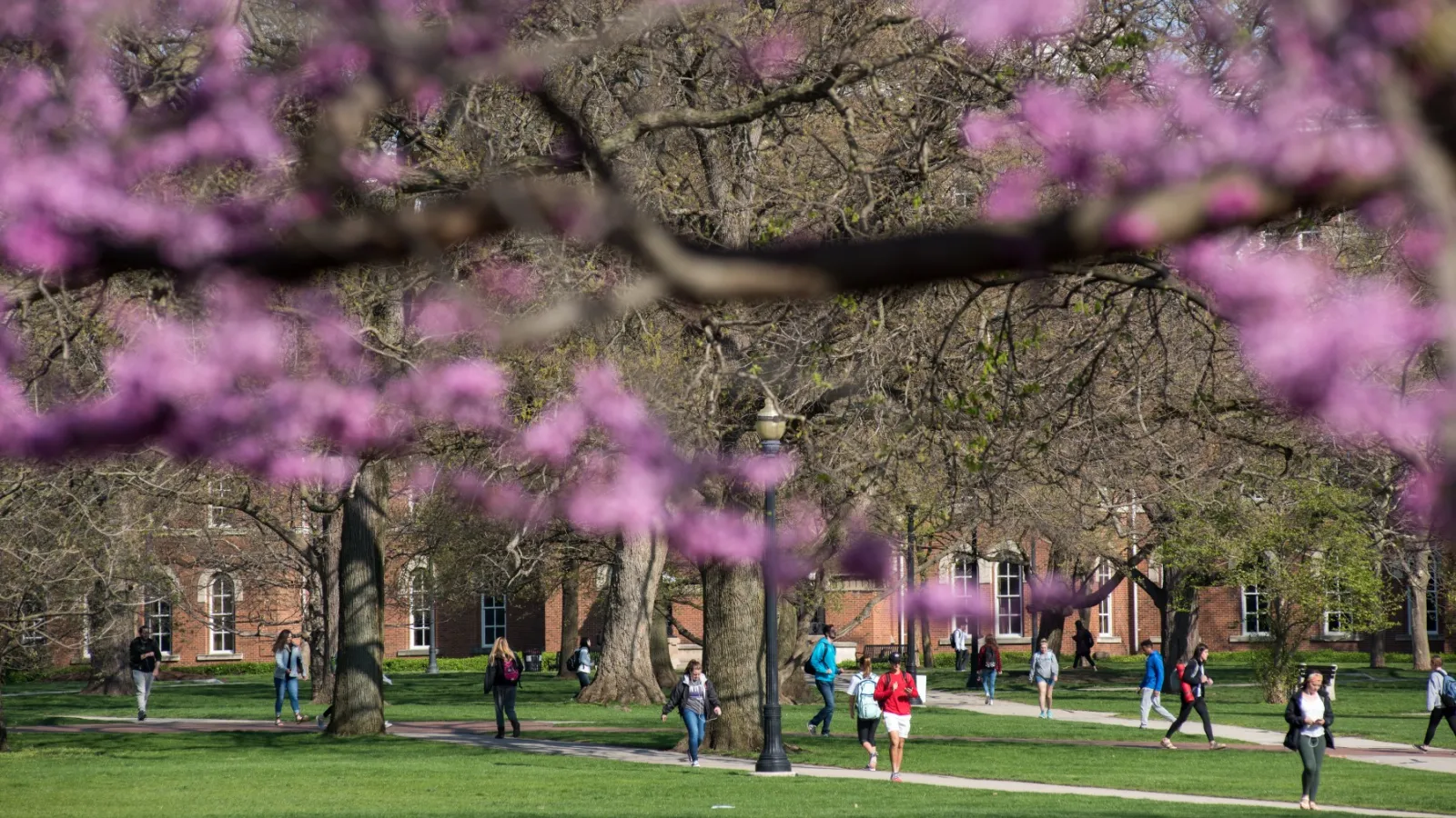 A photo with a close up view of a tree, with students walking between classes in the background